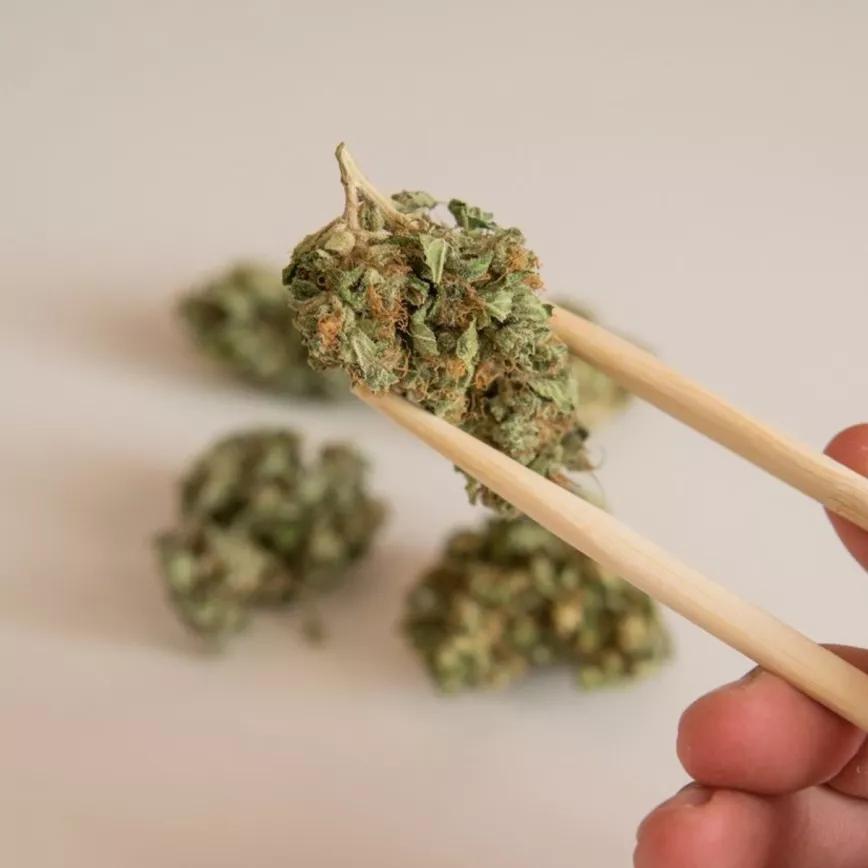 El cannabis fue un alimento básico para la China entre los siglos VII y X según un estudio arqueológico