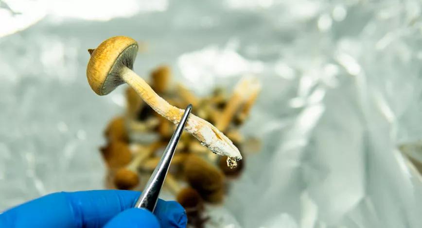 Congresistas republicanos y demócratas solicitan a la DEA que autorice el uso compasivo de psilocibina