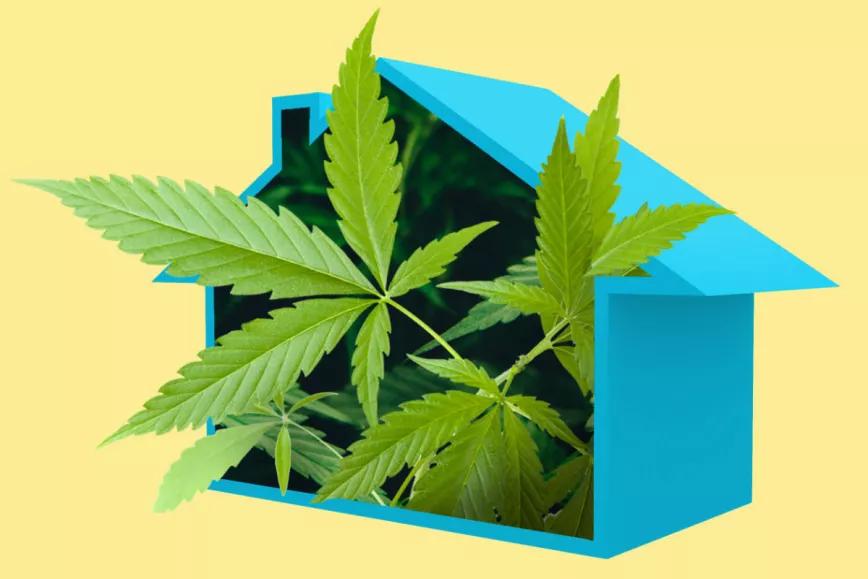 El autocultivo no puede seguir fuera de la ley