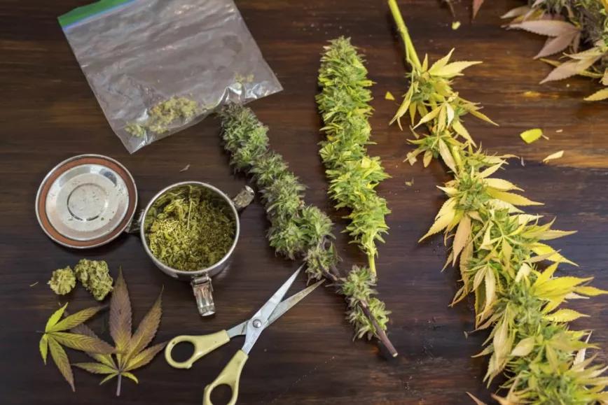 Una comisión del Senado chileno aprueba el autocultivo medicinal