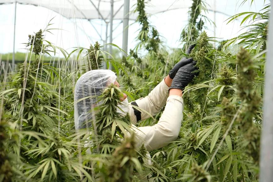 El Gobierno de Uruguay lanza una formación laboral para la cosecha de cáñamo