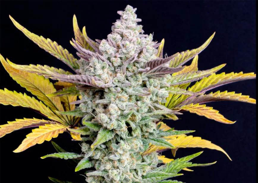 Gorilla Cookies Auto