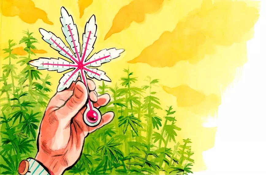 El cambio climático y el cannabis 