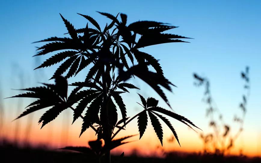 Ruanda prepara hectáreas para el cultivo de cannabis