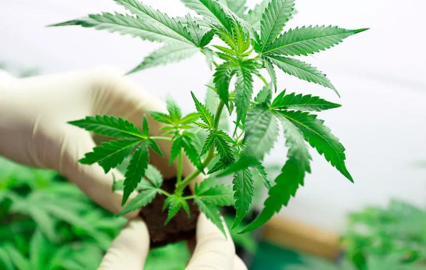 España producirá seis toneladas de marihuana legal en 2022