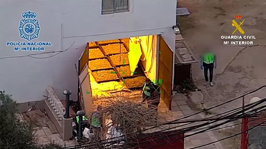 La policía interviene 17.000 plantas en la Cañada Real de Madrid