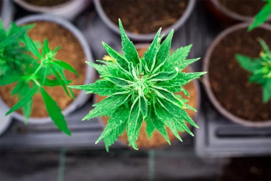 Plantas de marihuana