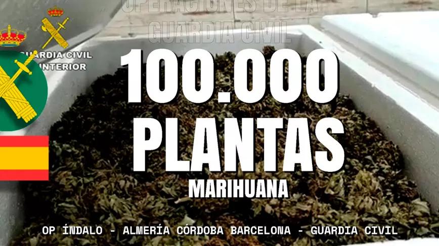 La Guardia Civil incauta 100.000 plantas de CBD a una empresa española