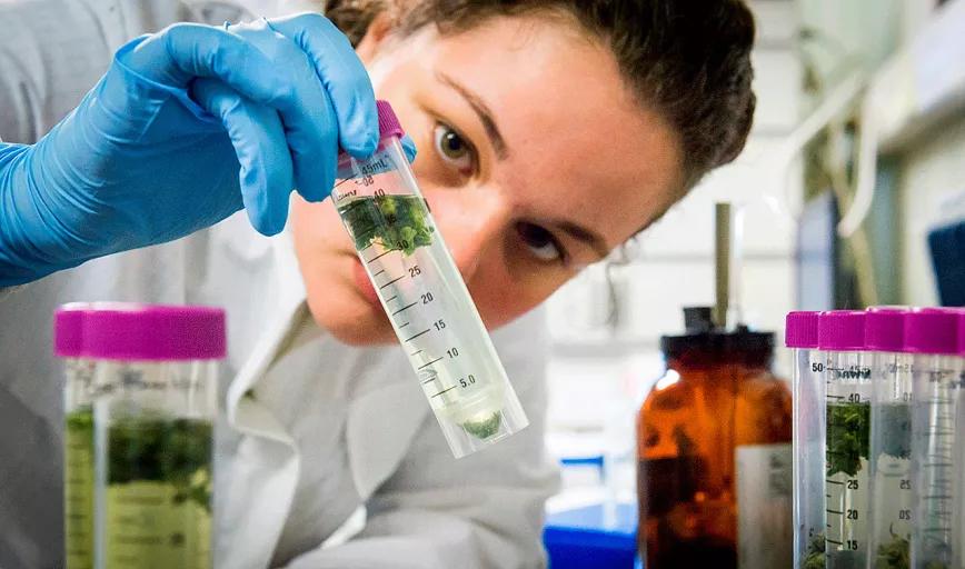 Legisladores de EE UU aprueban otra ley para facilitar la investigación con cannabis