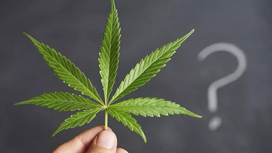 ¿Se escribe cánnabis o cannabis? ¿La cannabis o el cannabis?