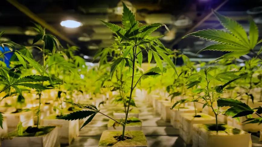 El gran interés de los inversores retrasa los cultivos legales de Países Bajos