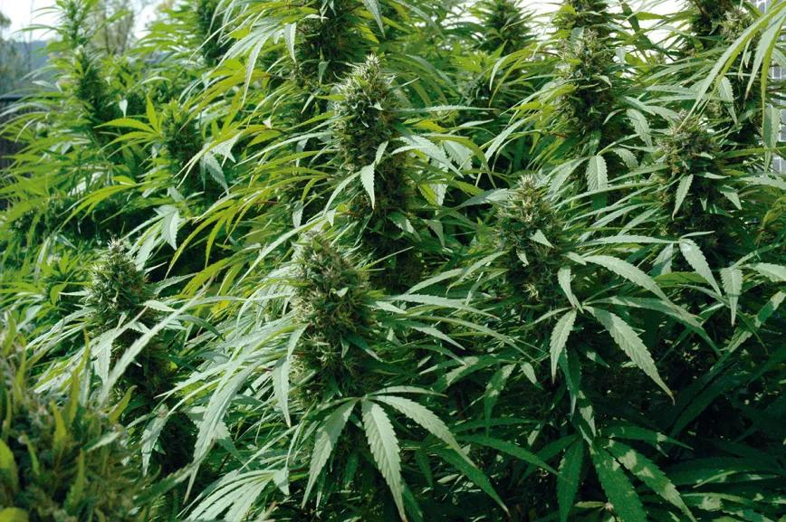 Abona orgánico y cosecha los mejores cogollos 