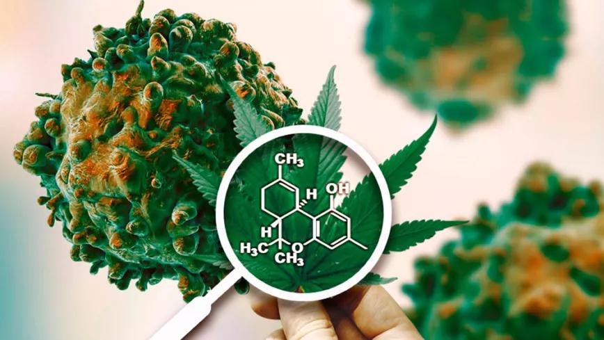 EE UU impulsa el estudio del cannabis para el cáncer