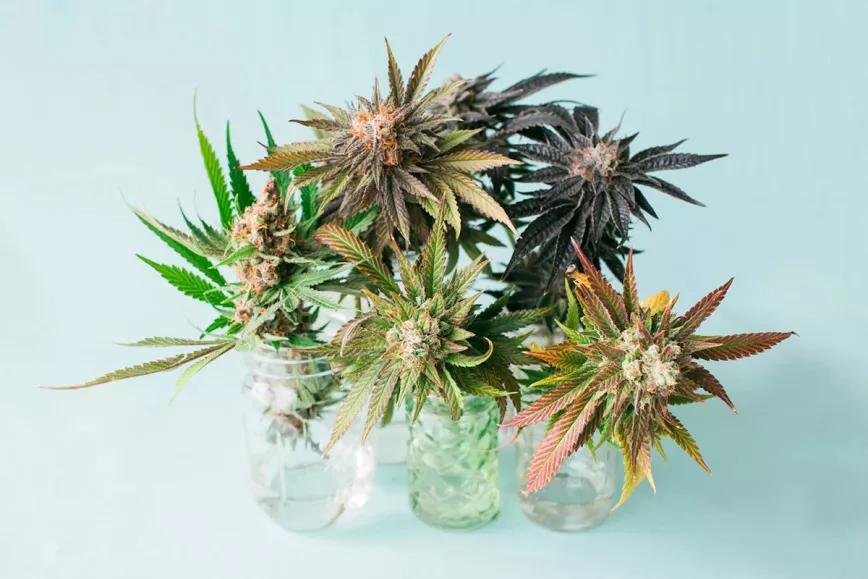 La clasificación entre índica y sativa no sirve