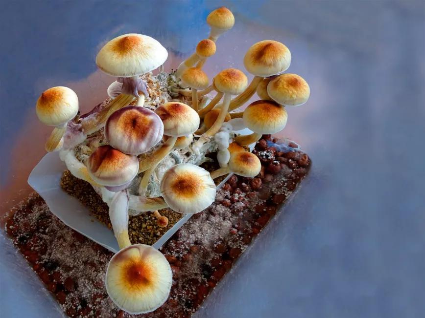 Un condado reacciona contra la regulación de la psilocibina en Oregón