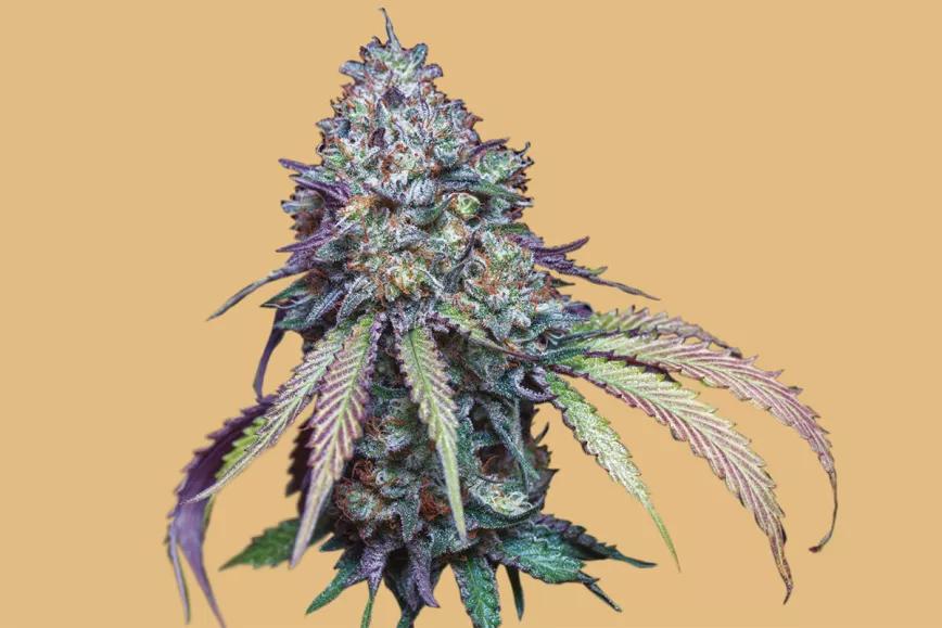 AUTO GIRL SCOUT COOKIES