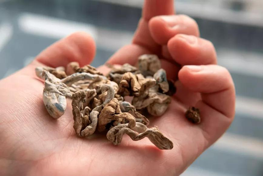 Oregón enfila la recta final de la regulación de la psilocibina 