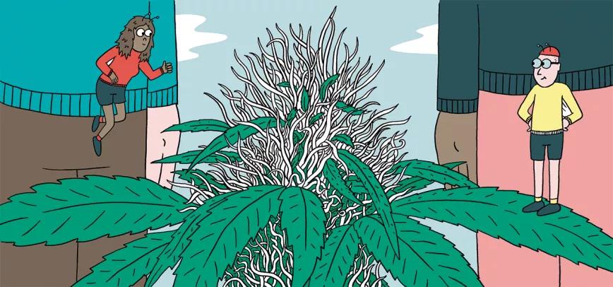 Diez trucos para dominar la floración 