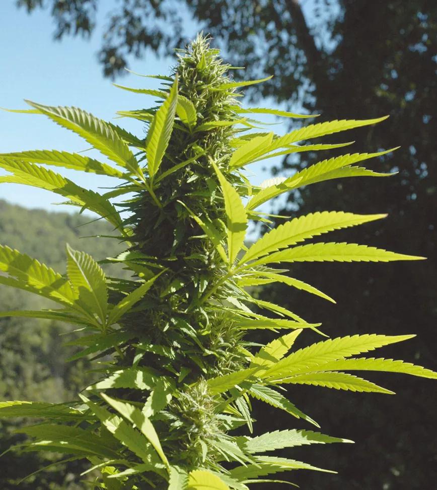 Diez trucos para dominar la floración 