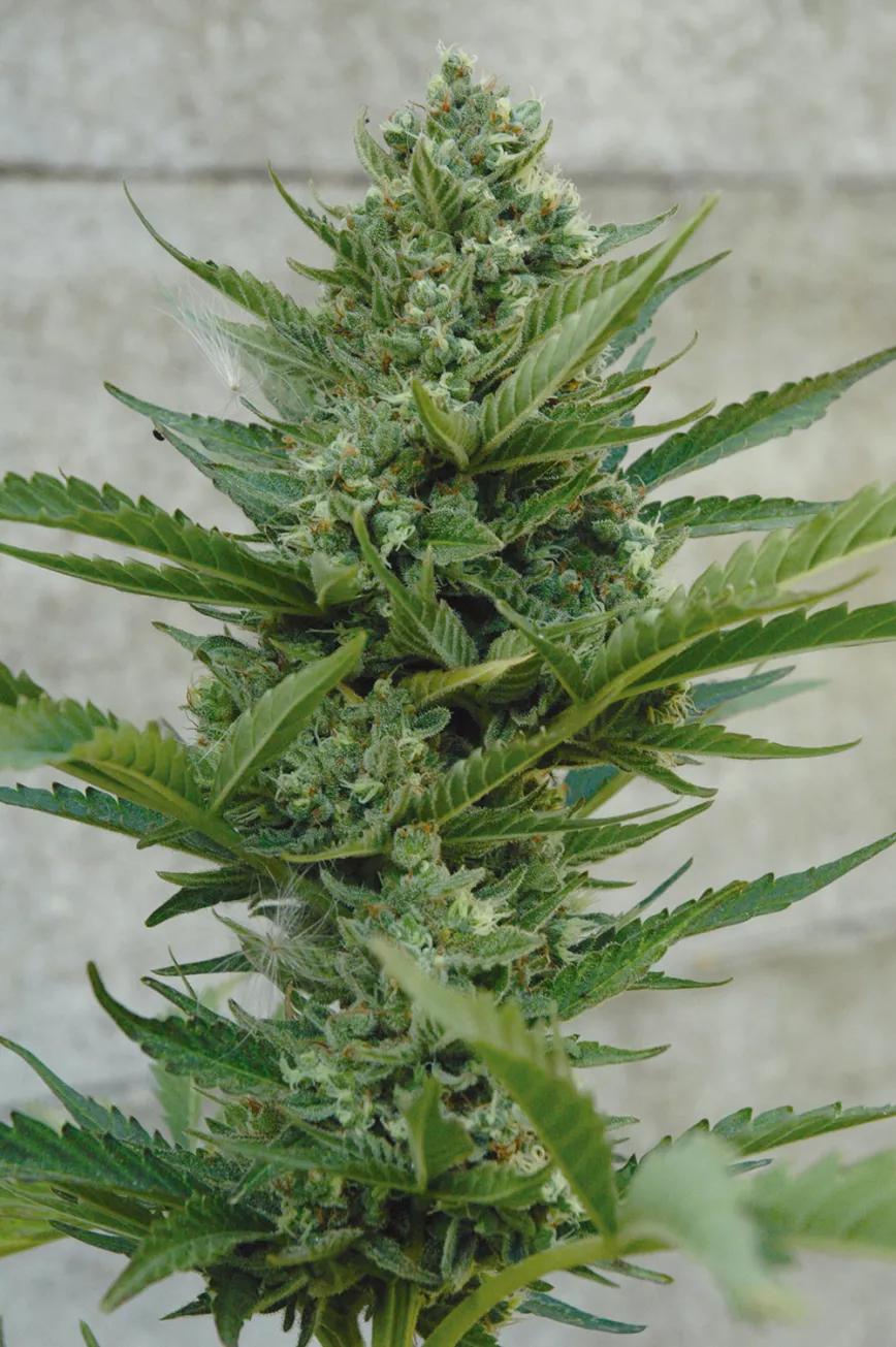 Diez trucos para dominar la floración 