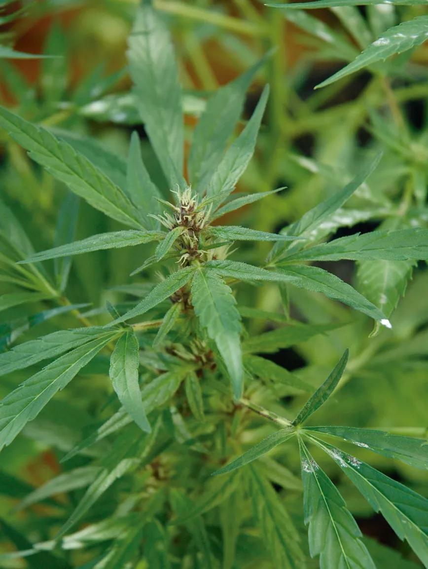 Diez trucos para dominar la floración 