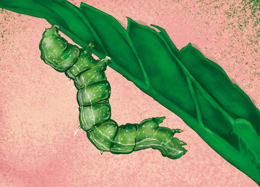 Los gusanos me matan 