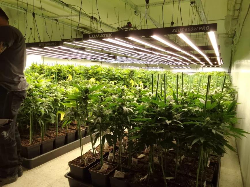 Un empresario del CBD denuncia la destrucción de su empresa por parte de la policía