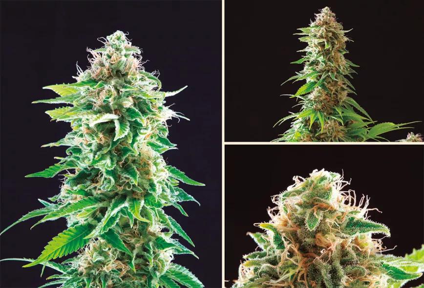 Cookies Haze, la golosina gourmet