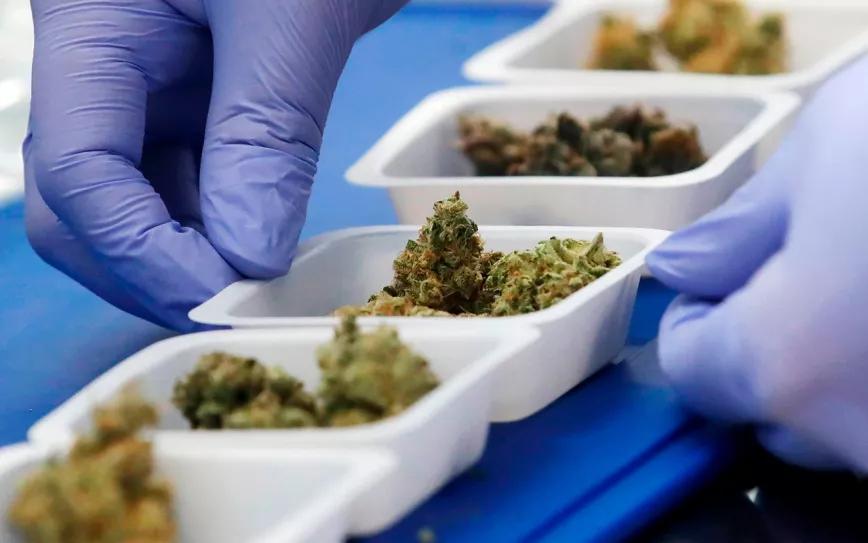 La marihuana legal en Suiza se retrasa por contaminación de pesticidas 