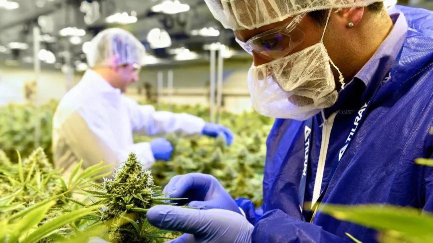 La multinacional del cannabis Tilray se reúne con funcionarios alemanes 