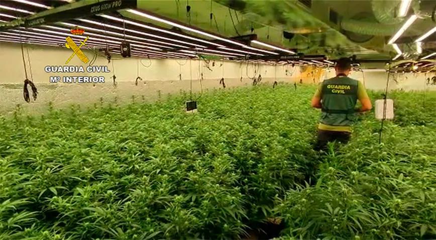 La policía incauta 10.000 plantas en Toledo