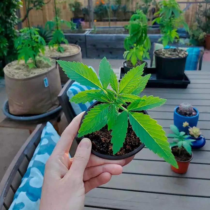 Nueva York aprueba la regulación del autocultivo medicinal