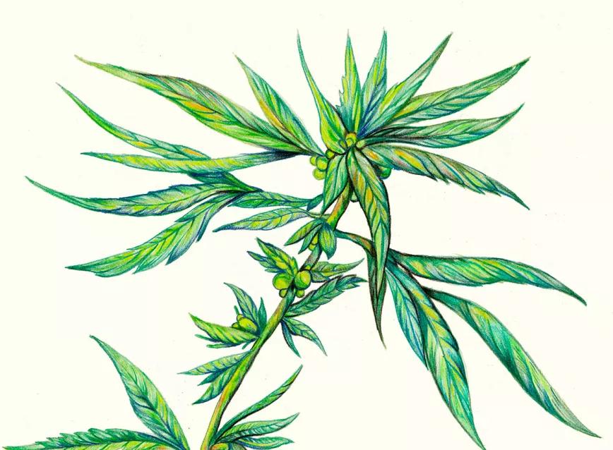 La sativa interminable