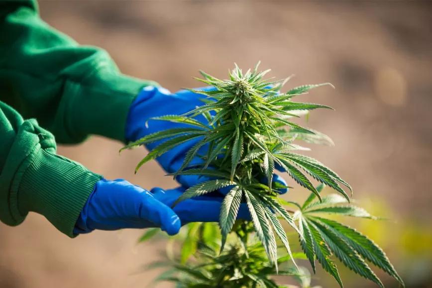 Marruecos pone en marcha su agencia del cannabis