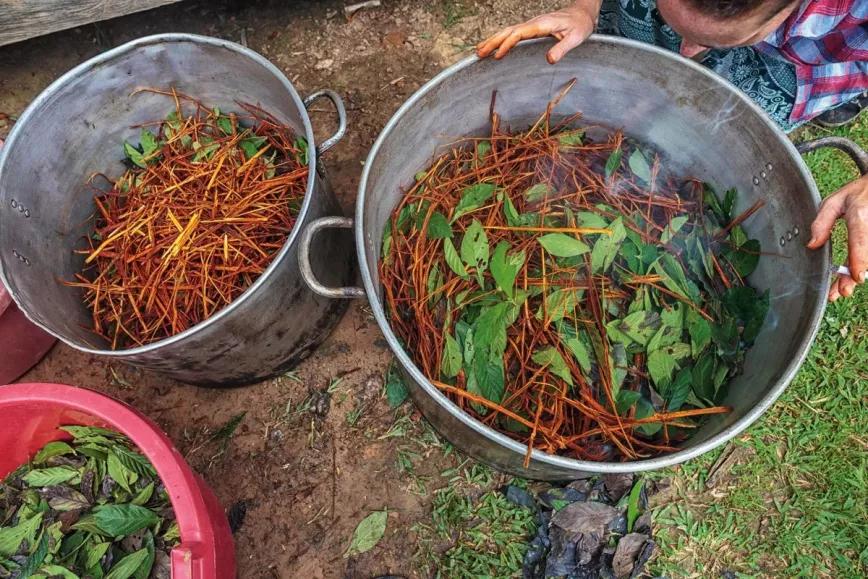 50 policías interrumpen un retiro medicinal con plantas tradicionales