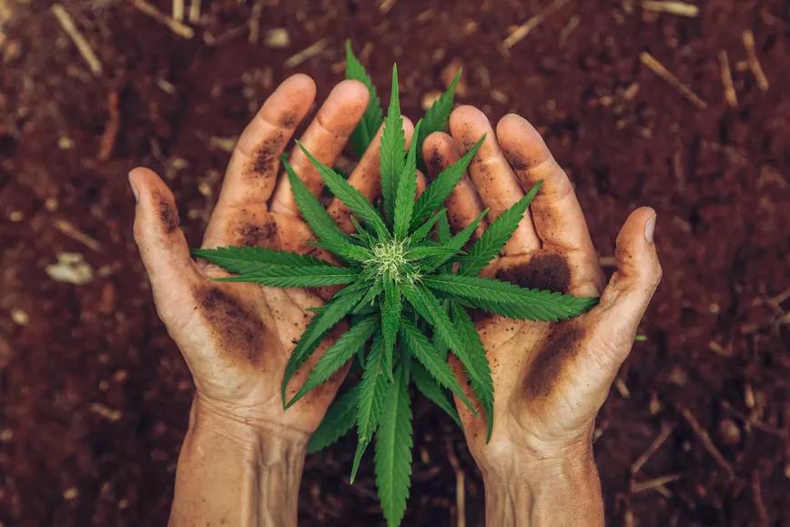 Denuncian que Uruguay sigue encarcelando a usuarios de cannabis 