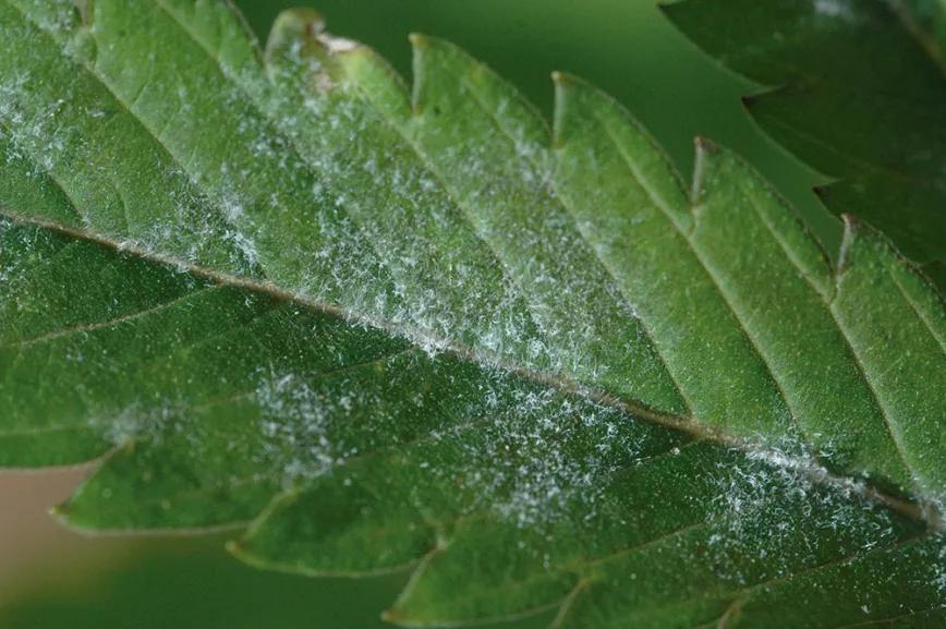 Ocho consejos para preparar la cosecha 