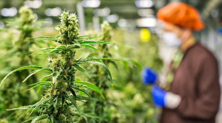 La ley de regulación del cannabis en Colombia supera el segundo debate