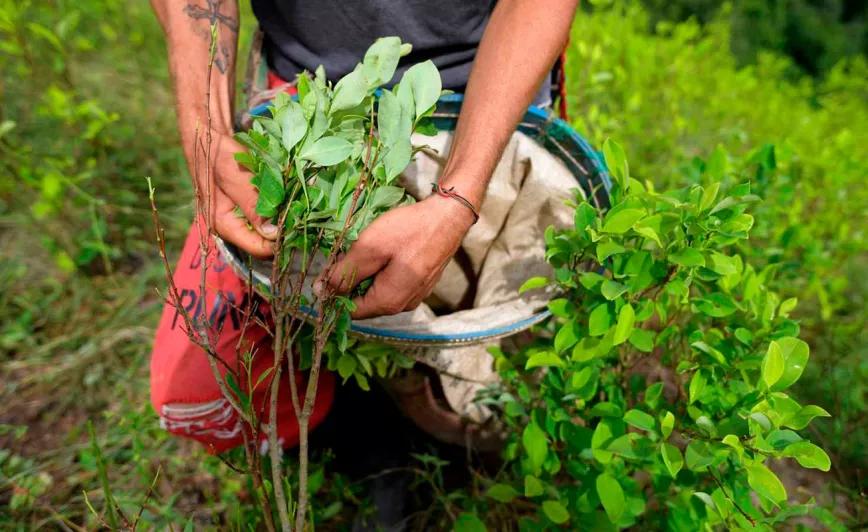 Colombia bate récords históricos en producción de cocaína y cultivos de coca 