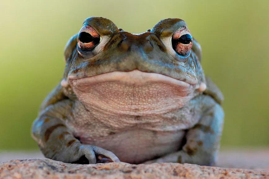 Los Parques Nacionales de EE UU piden a la gente que no chupen sapos