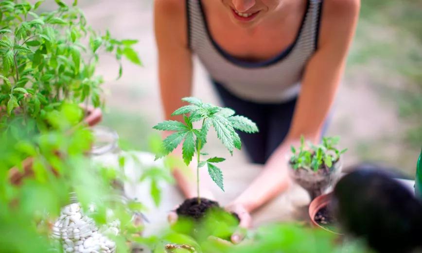 Ya son 180.000 los pacientes inscritos en el registro de cannabis medicinal de Argentina 