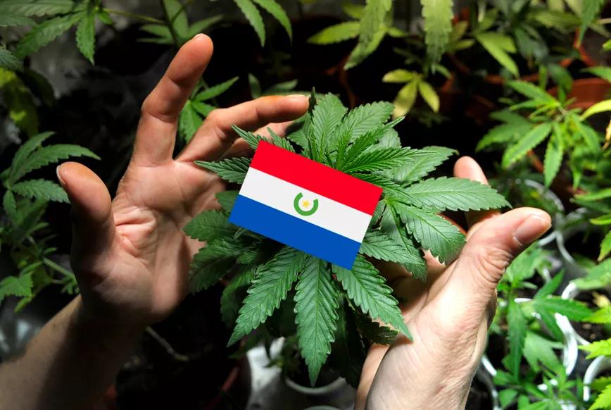 Presentan una ley para legalizar la marihuana en Paraguay