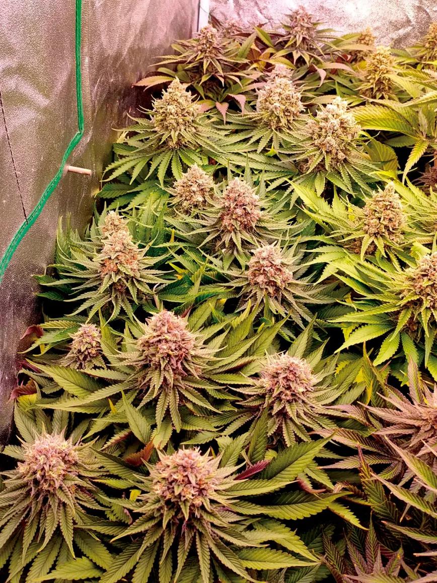 Diez pasos para empezar a cultivar con un kit de interior