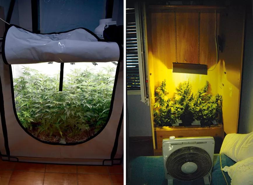 Diez pasos para empezar a cultivar con un kit de interior 