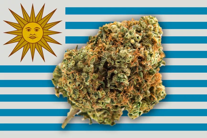 Una nueva variedad de cannabis más potente se venderá en Uruguay este mes