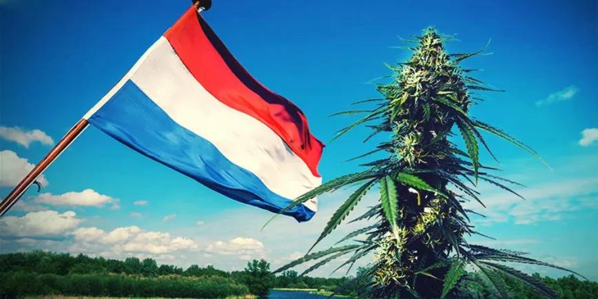 Países Bajos no empezará a vender cannabis cultivado legalmente hasta 2024