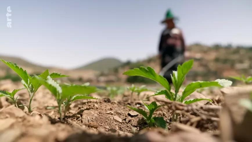Marruecos, entre el hachís tradicional y el futuro cannabis farmacéutico 