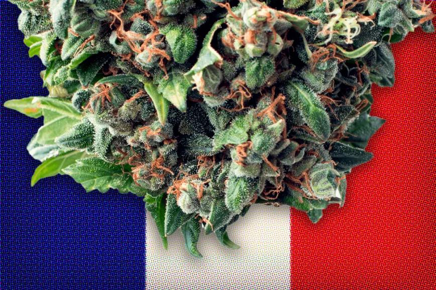 El Supremo francés anula la prohibición de vender cogollos de CBD