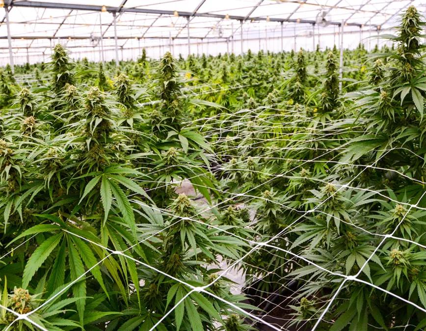 El Gobierno navarro impulsa un centro del cáñamo sin contar con los empresarios 