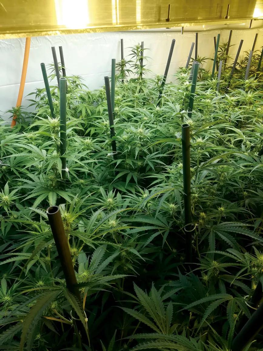 Ocho sugerencias sobre defoliación en interior 